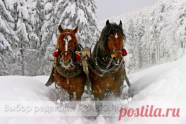 (+1) - Что подарить на новый год 2014? | КРАСОТА И ЗДОРОВЬЕ