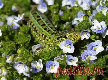 Забавные животные / Питомцы