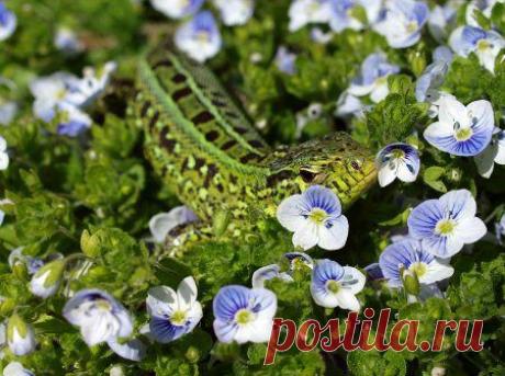 Забавные животные / Питомцы