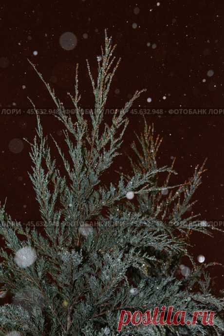 Close-up of icy evergreen plant at night during snowfall Стоковое фото, фотограф Ilaronsia / Фотобанк Лори