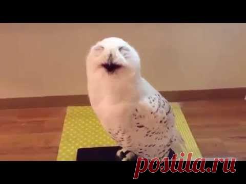 15 секунд смеха совы — и хорошее настроение начинает зашкаливать