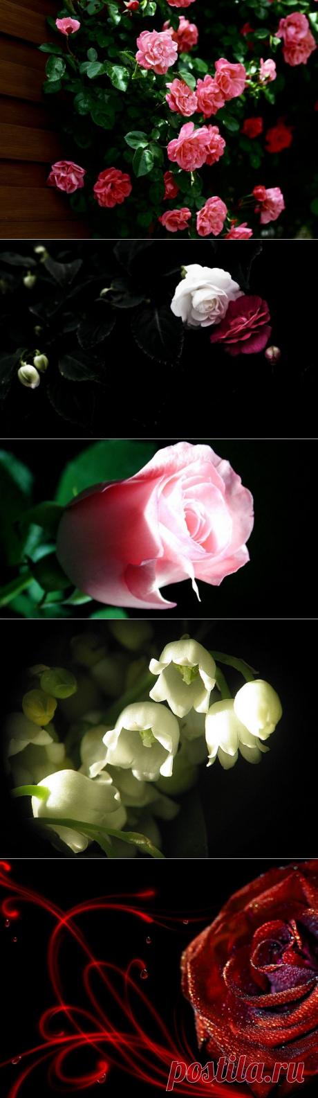 Цветы нам дарят вдохновенье....