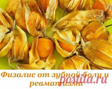 Физалис / Абсолютное здоровье