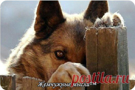 Часто один взгляд собаки заменяет миллионы пустых человеческих слов.