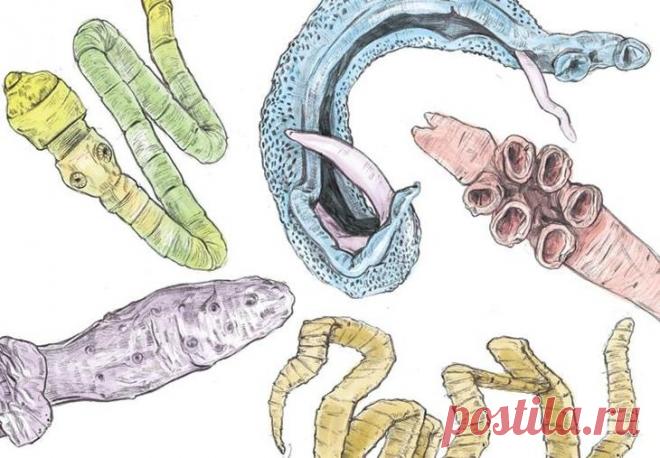 Натуральные рецепты для избавления от паразитов Паразиты легко попадают в организм человека, а вот вывести их — сложная задача. Узнайте, какие симптомы свидетельствуют о наличии паразитов в организме и как очистить организм от них без лекарственных...