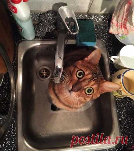 Где моя вода?! #кот #водокот #заглянулвраковинуатам #гдемоявода #стикеркот