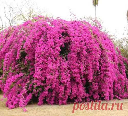Bougainvillea, Бугенвиллея, «бумажный цветок»