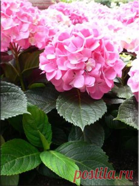 Гортензия (Гидрангея), (Hydrangea). Описание, виды и уход за гортензией | Флористика на "Добро ЕСТЬ!"