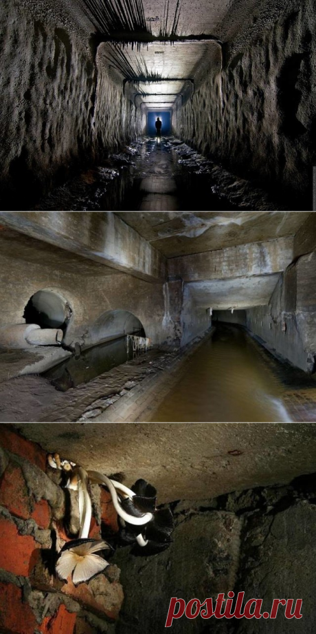 Москва подземная: Подземные существа - &quot;трупоеды&quot; и &quot;мопсы&quot;