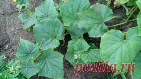 Омолаживаем стареющие огурцы, чтобы умножить урожай в 5 раз | Маленький сад на краю Вселенной | Яндекс Дзен