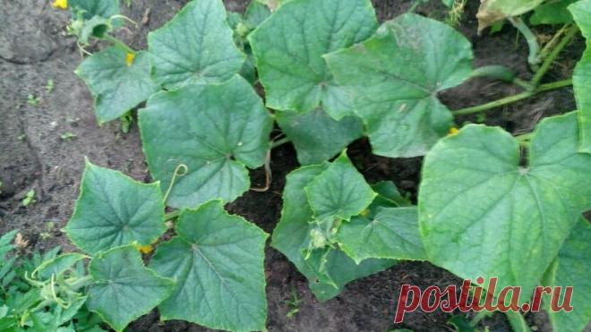 Омолаживаем стареющие огурцы, чтобы умножить урожай в 5 раз | Маленький сад на краю Вселенной | Яндекс Дзен