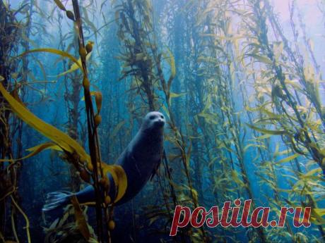 Невероятные моменты дикой природы / Питомцы