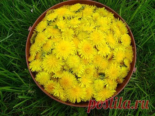 ЧЕМ ПОЛЕЗЕН ОДУВАНЧИК И КАК ЕГО ЗАГОТОВИТЬ.