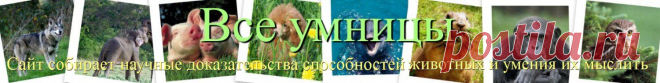 Рыбы тоже получают удовольствие от игры | Все умницы