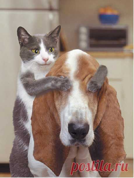 belles images animaux - Page 31