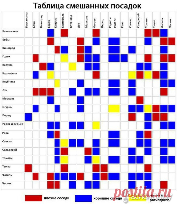 Лучшие соседи по грядке