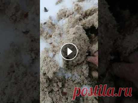 Клубника укрытие на зиму опилками ошибка. Небольшой участок клубники укрыли опилками все замерло. Дожди номочили опилки и превратили в лёд. А листва тепло держит можете посмотреть у меня есть ...