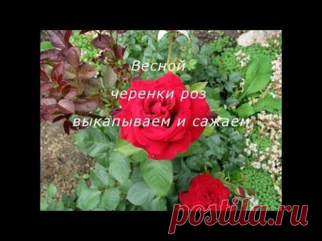 Как сохранить черенки роз осенью и посадить их весной