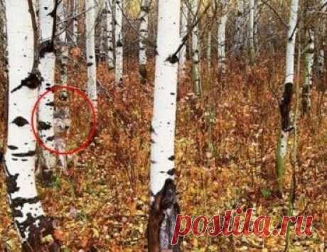 То, что ученые обнаружили в чернобыльском лесу, поразило весь мир