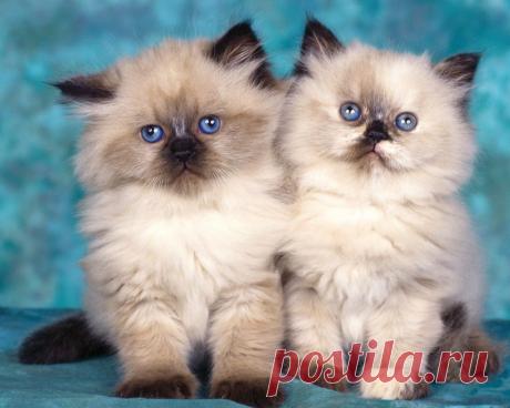 Милые котята!