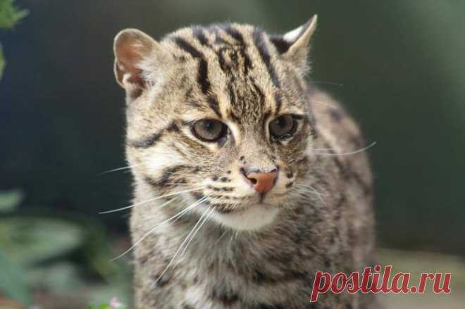 Кошка-Рыболов или Виверровый кот: 25+ фото Крапчатой, цена