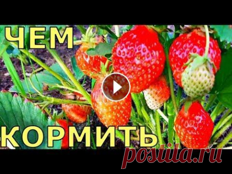 БОЛЬШОЙ урожай КЛУБНИКИ как УХАЖИВАТЬ Большой урожай клубники. Как ухаживать за растениями клубники, чтобы они давали большой урожай. Помощь каналу, карта Сбербанка - 4276 3800 7513 3459 1...