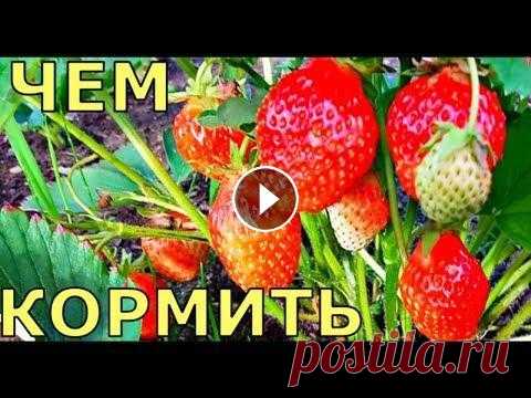 БОЛЬШОЙ урожай КЛУБНИКИ как УХАЖИВАТЬ Большой урожай клубники. Как ухаживать за растениями клубники, чтобы они давали большой урожай. Помощь каналу, карта Сбербанка - 4276 3800 7513 3459 1...