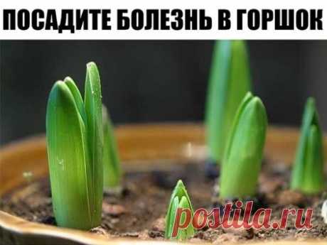 Посадите болезнь в горшок
Исцелить человека можно очень простым способом, который доступен практически каждому. Основывается он на проверенной веками практике, что болезнь может быть перенесена с пациента на любой другой организм, в частности — на растение. 
Само действо вам может показаться даже идиотическим, что свойственно рационалам, но давайте прежде немного уточним откуда это взялось. Не поверите, но это действительно очень серьёзный материал. Известно что шаманизм существует уже тысячи