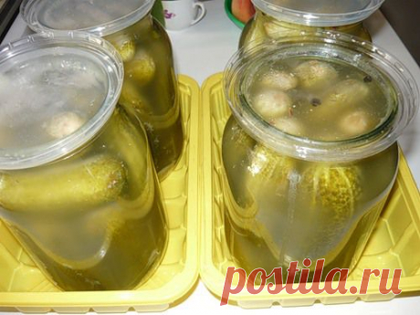 &quot;Огурцы из-под крана&quot;.