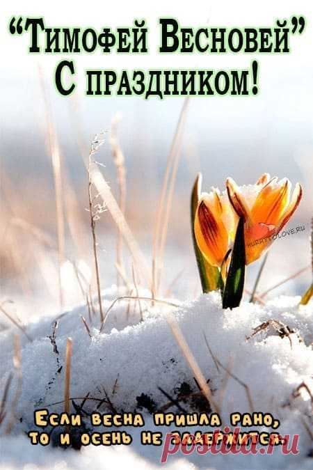 6 марта-Тимофей Весновей !