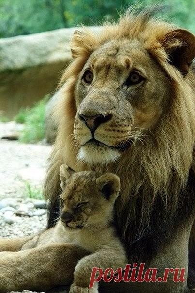 (46) Одноклассники