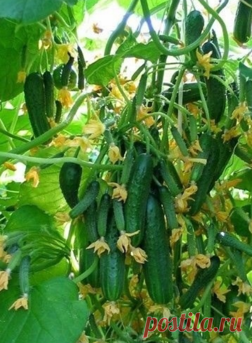 ЧТО НУЖНО ОГУРЦАМ ДЛЯ ОБИЛЬНОГО ПЛОДОНОШЕНИЯ  БЕРИТЕ СЕБЕ В ЗАКЛАДКИ, ЧТОБЫ НЕ ПОТЕРЯТЬ 

Огурцы любят рыхлый грунт и им нужно много солнца

Поливать и подкармливать огурцы нужно утром, до наступления жары, а в жаркие дни поливать каждый день

У огурцов корневая система находится неглубоко, питание он себе ищет в верхних слоях почвы. Поэтому очень полезно замульчировать почву вокруг растений.

Первая подкормка-в фазе 4-5 настоящих листьев или после пересадки в теплицу.
Нуж...