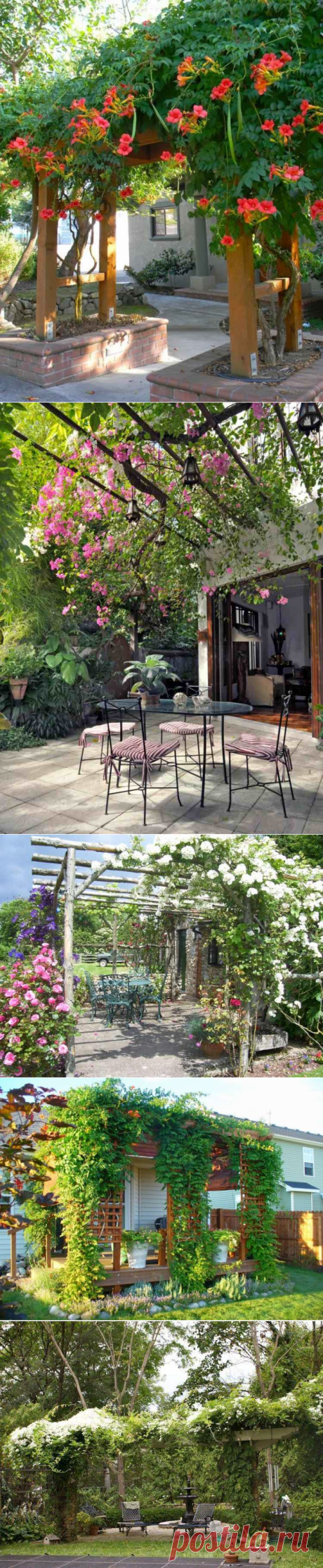 Plantes grimpantes pour pergola – 20 idées romantiques