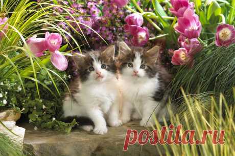 коты весной 014246 Котята кошки животные цветы тюльпаны зелень малыши