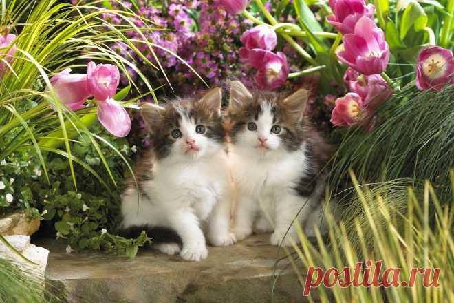 коты весной 014246 Котята кошки животные цветы тюльпаны зелень малыши