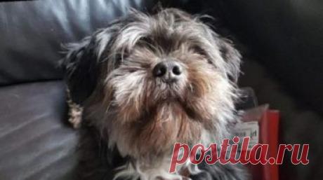 Когда Майкл Санделлс и его семья вносили в дом мебель, рядом крутился их пес Оскар. Занятые делом, люди даже не заметили, как питомец исчез. Пса нашли, но у Майкла потребовали деньги!