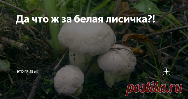 Да что ж за белая лисичка?! Когда интернета не было, грибники говорили на разных языках и друг друга не понимали. Но миф о 