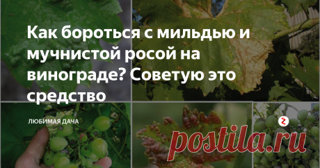 Как бороться с мильдью и мучнистой росой на винограде? Советую это средство  Сегодня я вам расскажу чем обработать виноград что бы вы точно получили в этом году урожай. Если эту обработку не произвести, то болезни такие как  мильдью и оидиум на винограднике, могут застать вас во время цветения, а как раз во время цветения помочь своему винограду не сможете, так как обрабатывать нельзя виноград.
Так как опыление пройдет очень плохо, грозди завяжутся пустыми и соответственно