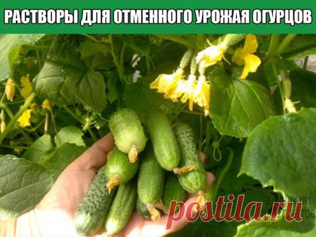 Лучшие растворы для отменного урожая огурцов
Хотите получить богатый урожай хрустящих огурчиков? Тогда вам точно понадобятся эти советы! Не забывайте своевременно подкармливать огурцы и они вас отблагодарят обильным плодоношением. Рассказываю о самых действенных средствах, проверенных лично.
Закваска на хлебе
Это рецепт у меня один из самых любимых – от такой подкормки огурцы плодоносят на ура. Готовим ее следующим образом: берем десятилитровое ведро и заполняем на две тре...