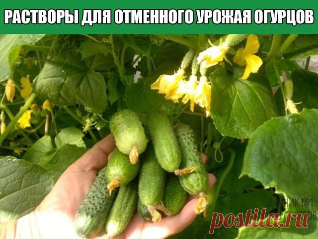 Лучшие растворы для отменного урожая огурцов
Хотите получить богатый урожай хрустящих огурчиков? Тогда вам точно понадобятся эти советы! Не забывайте своевременно подкармливать огурцы и они вас отблагодарят обильным плодоношением. Рассказываю о самых действенных средствах, проверенных лично.
Закваска на хлебе
Это рецепт у меня один из самых любимых – от такой подкормки огурцы плодоносят на ура. Готовим ее следующим образом: берем десятилитровое ведро и заполняем на две тре...