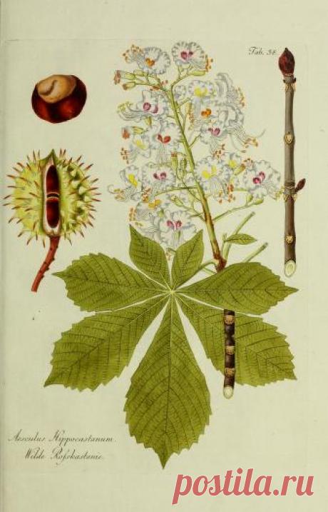 Общее древовидение в Австрии: или изображения отечественных и зарубежных деревьев и кустарников, посадка которых возможна и полезна в Австрии: Шмидт, Франц, 1751-1835 гг.: Бесплатная загрузка, заимствование и потоковая передача: Интернет-архив