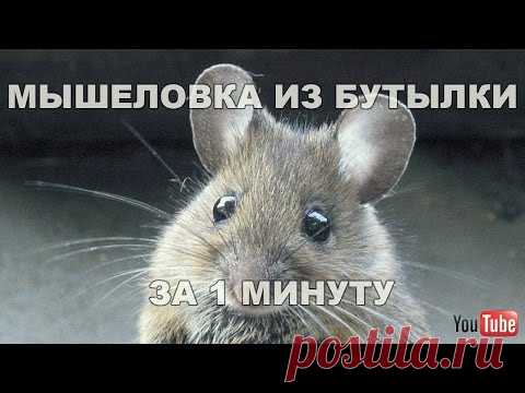 Простейшая мышеловка из бутылки