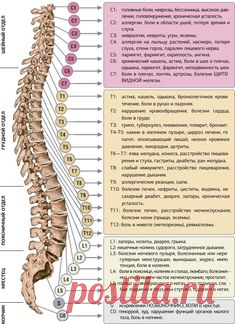 ПОЗВОНОЧНИК