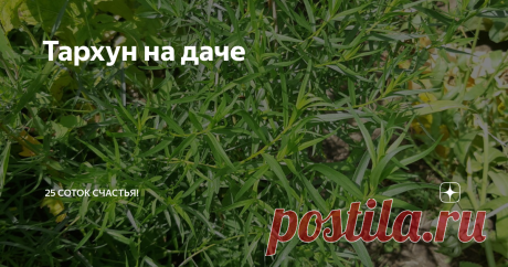 Тархун на даче Как? Я еще не рассказывала вам о моем любимом тархуне? Срочно исправляюсь!
При слове "тархун" каждый вспоминает знакомый с детства напиток. Но нет, вкус чая из настоящего тархуна немного иной, гораздо вкуснее. Я даже не могу передать словами, какой он. Как тархун))))
Другое название этого растения — эстрагон. И он родственник полыни)))  Раньше из его экстракта делали знаменитый лимонад. А вот соот