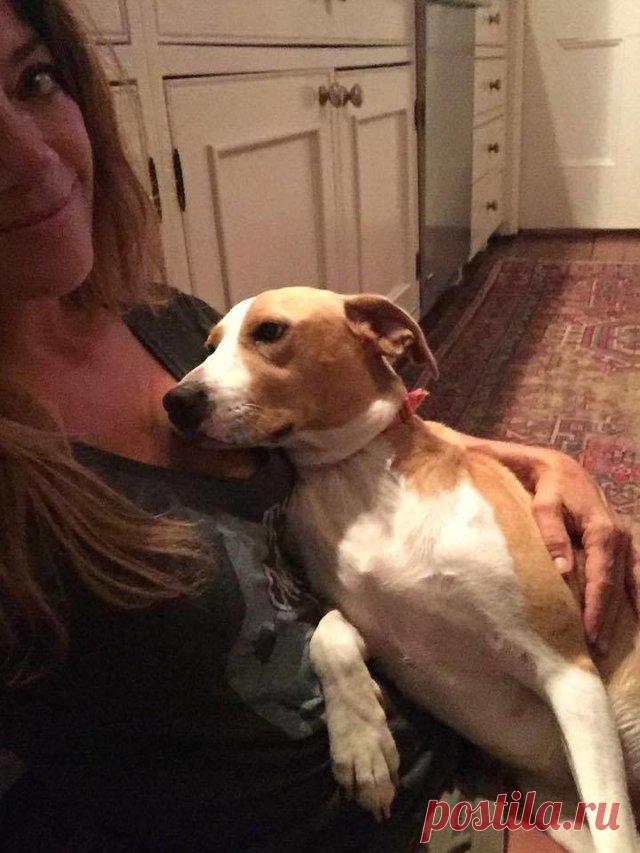 Ее оставили на привязи без воды и еды с 8 щенками на 2 недели