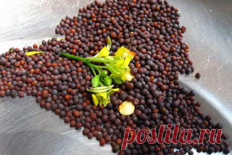 Как и когда применять на дачных грядках горчичный жмых