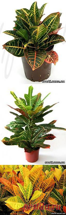 Кротон или кодеум (Croton). Уход за кротоном - Кротон - Комнатные цветы и растения - Каталог статей - Цветы и растения