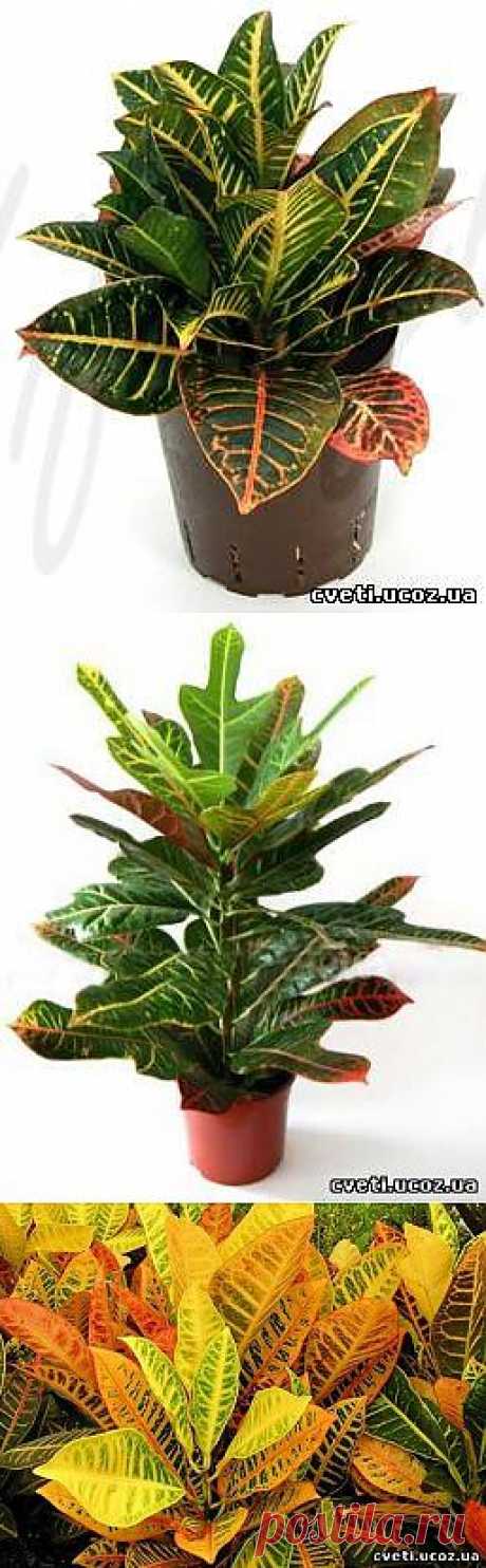 Кротон или кодеум (Croton). Уход за кротоном - Кротон - Комнатные цветы и растения - Каталог статей - Цветы и растения
