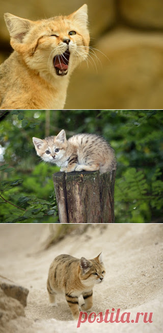 Неуловимый барханный кот появился на публике впервые за 10 лет