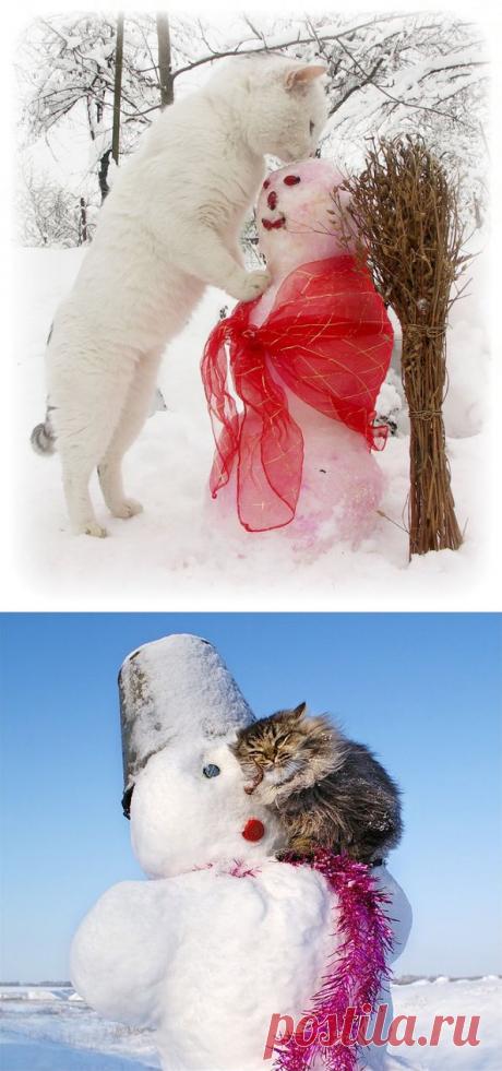 Снег и кошки